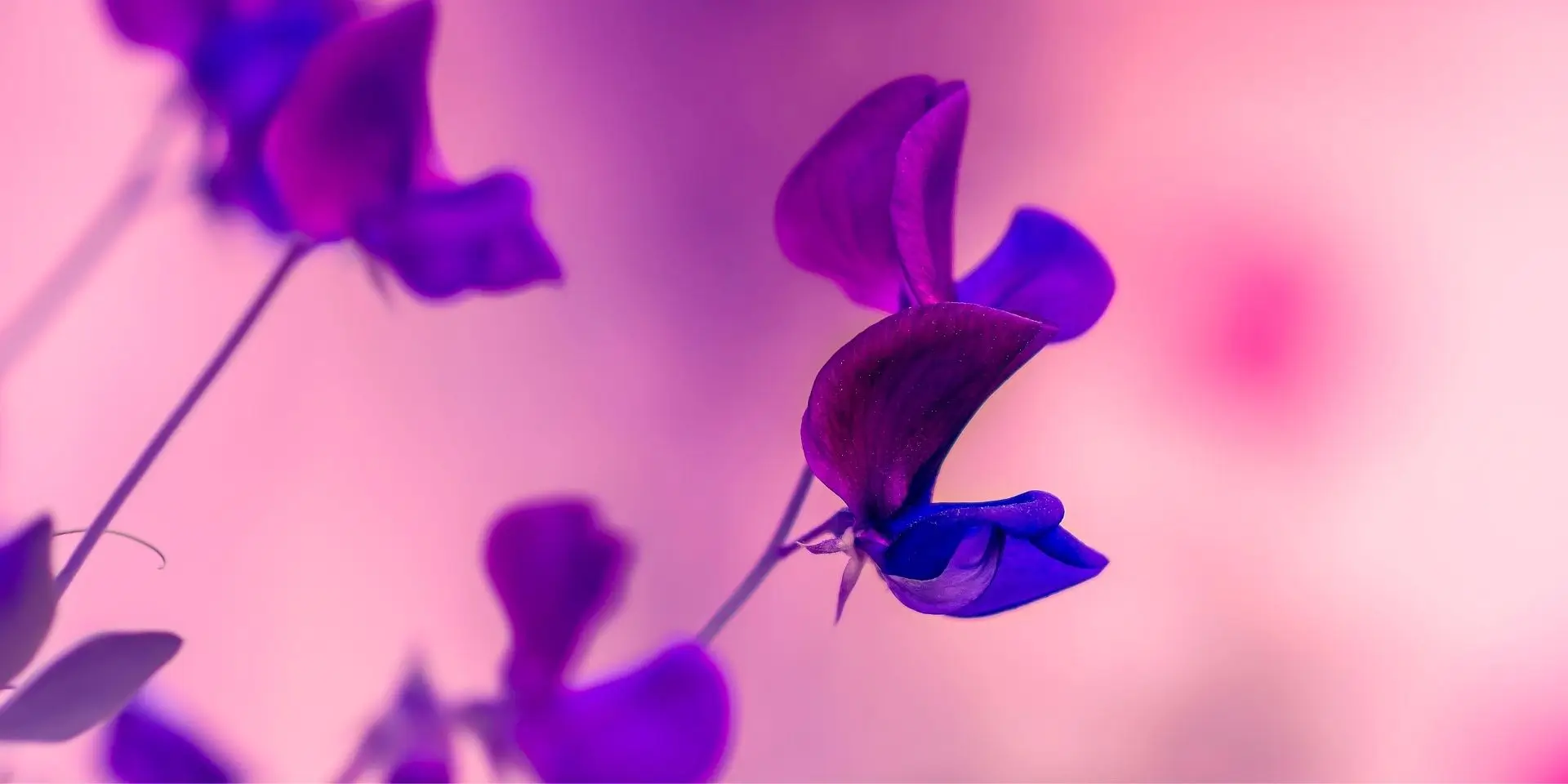 Fresh botanical flowers, representing the natural ingredients behind OnScent's fragrance design